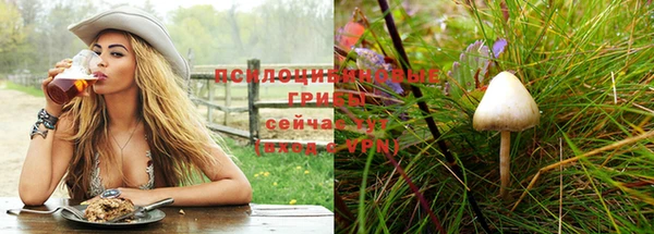 PSILOCYBIN Аркадак
